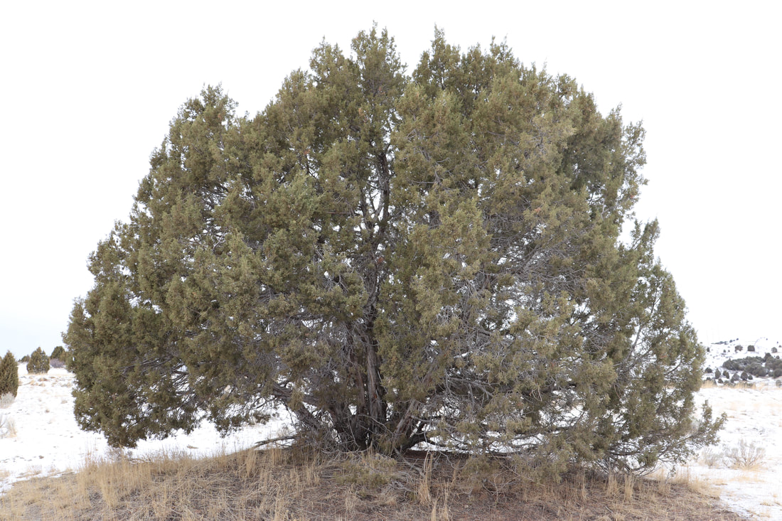 A large spreading juniper tree on the snowy ground in front of a cloudy sky