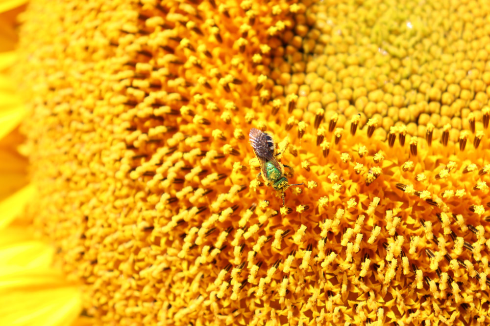 A close up of a sunflower with a bee with a green head and thorax and a striped abdomen on it