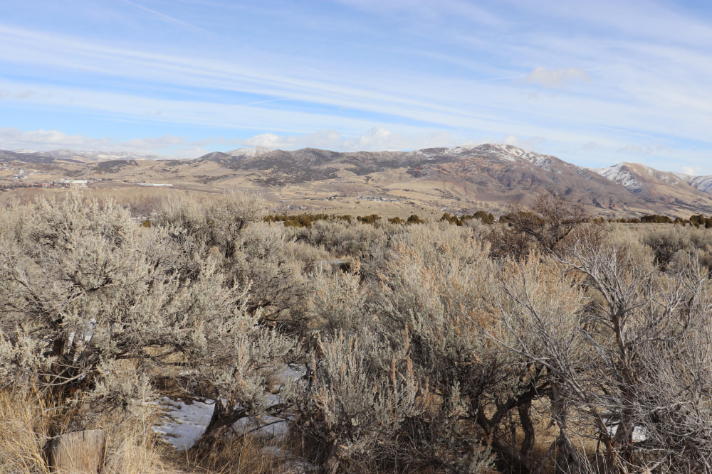 Multiple sagebrush plants in the foreground, with mountains in the background and a blue sky overhead.