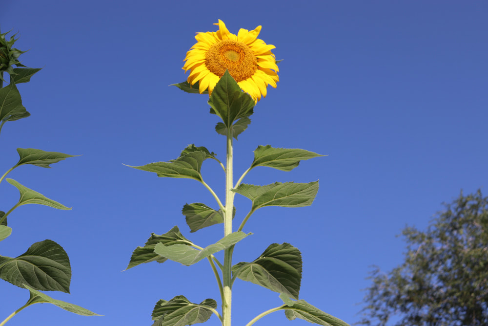 A yellow sunflower against a blue sky background.