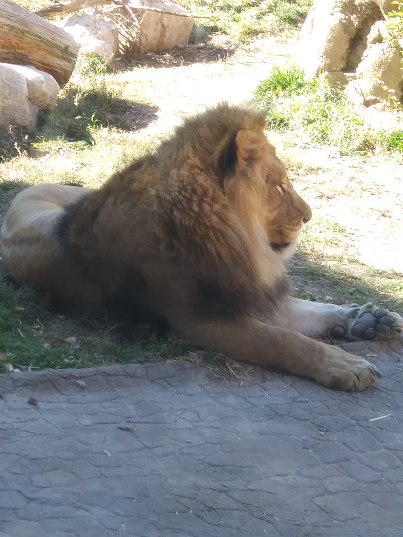 A lion laying on the ground, looking toward the right. He has a magnificent mane.
