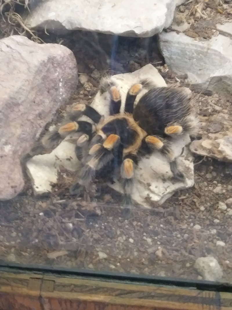 A red kneed tarantula rests on a rock