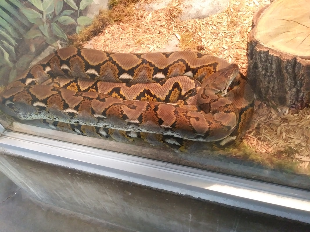 A reticulated python curled up in an enclosure