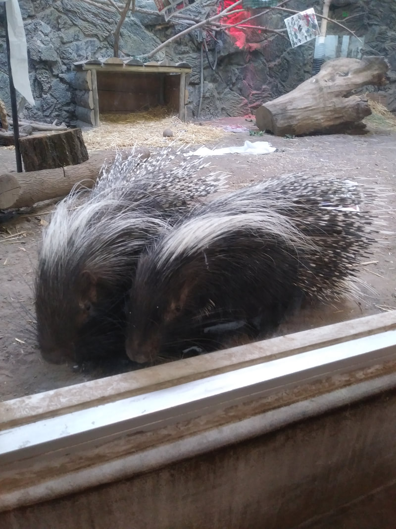 Two porcupines standing next to each other behind a glass window
