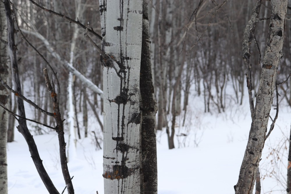 A snow covered forest. In the foreground, the white and dark brown bark of parts of the trunk of quaking aspen trees