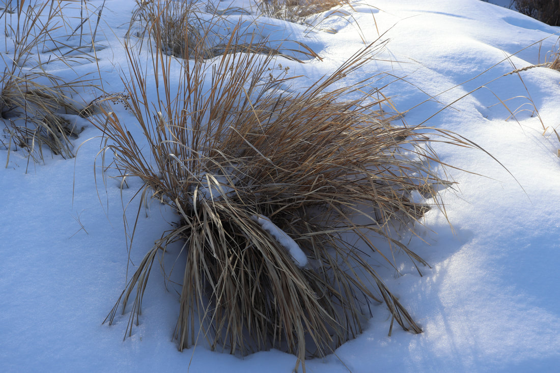 A large brush plant with thin leaves, brown from the winter surrounded by snow