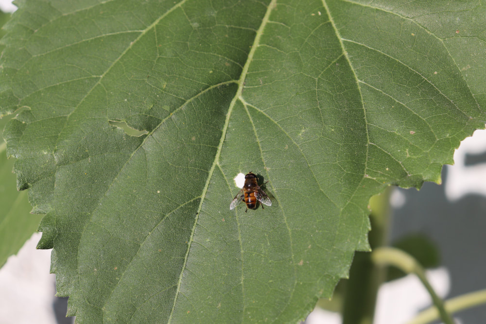A small gold and black bee sits on a large green leaf. 
