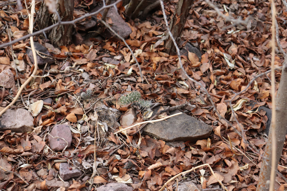 A small green and spiky cactus grows, surrounded by the dried up orange and yellow leaves of Autumn along with a few rocks.