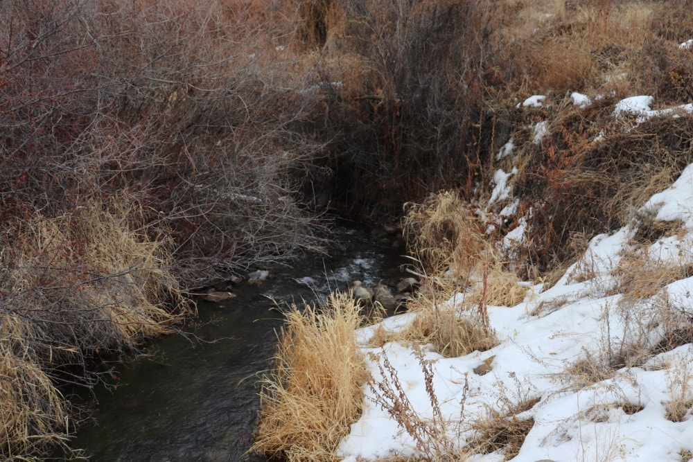A dark green creek running between brown and red winter vegetation and snow