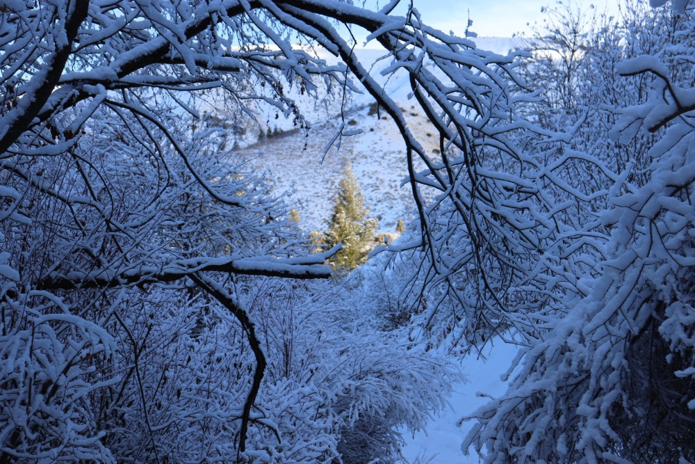A pine tree in the distance, framed by branches in the foreground heavy with snow