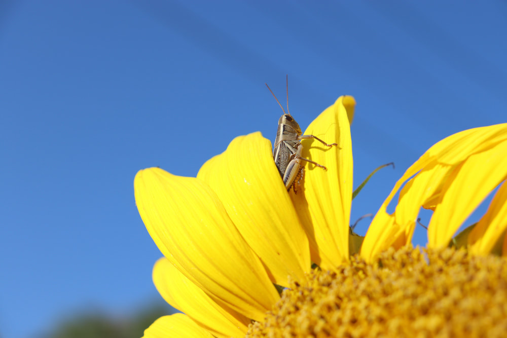 The top of a sunflower in the lower left corner with a grasshopper sitting majestically on one of the bright yellow petals. The sky behind is a brilliant blue. 