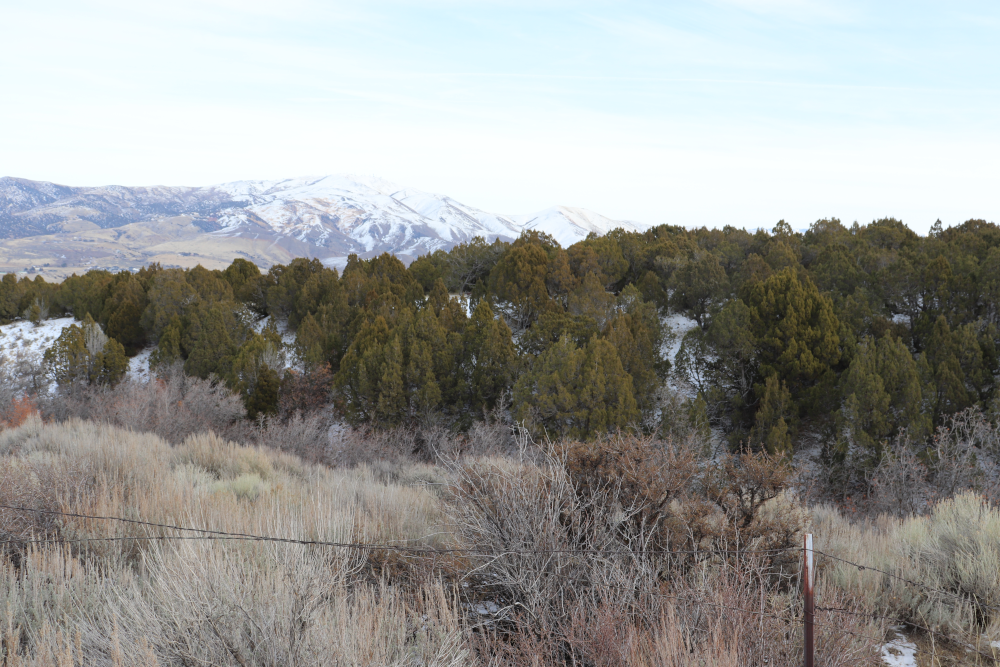 Grey sagebrush in the foreground, a gentle hill with a light dusting of snow covered in Juniper trees in the middle, and snow covered mountains in the background