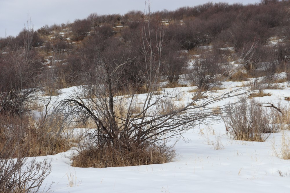 A scrubby hillside covered in snow in the winter. In the foreground a bare tree stretches its branches over the ground