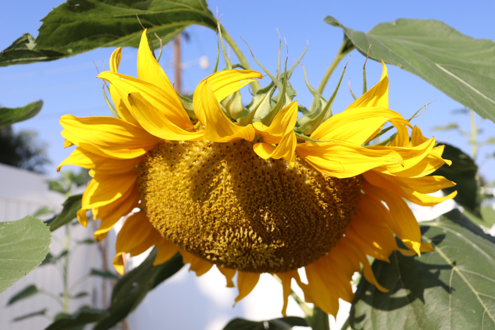 A large yellow sunflower, leaning towards the ground surrounded by green leaves against a brilliant blue sky.