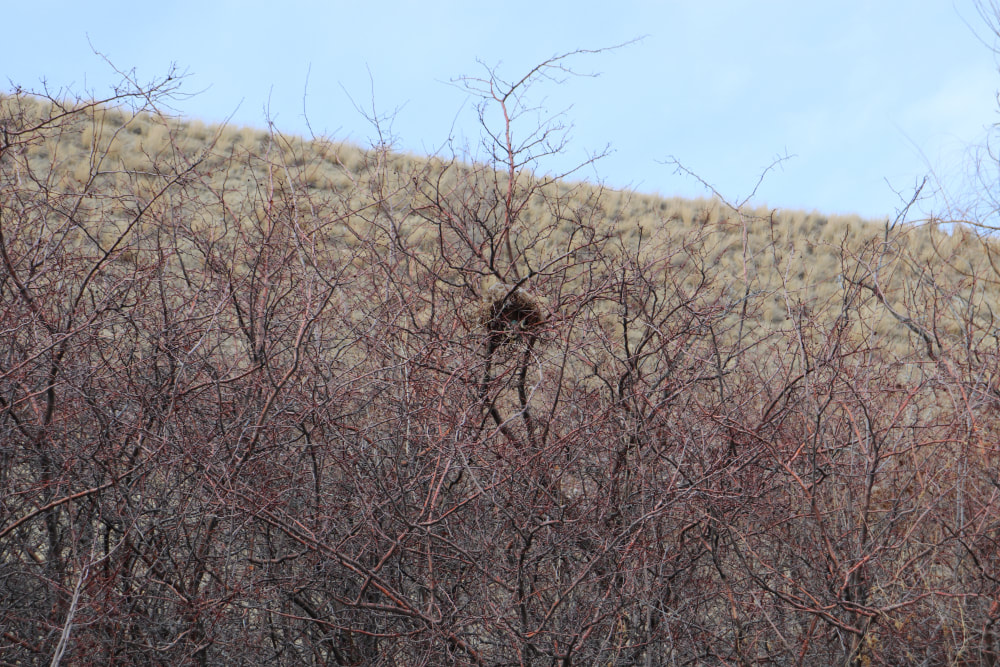 Winter bare branches with a slight red tint reach up towards the blue sky in front of a yellow hill. There is a birds nest up high in the middle of one.