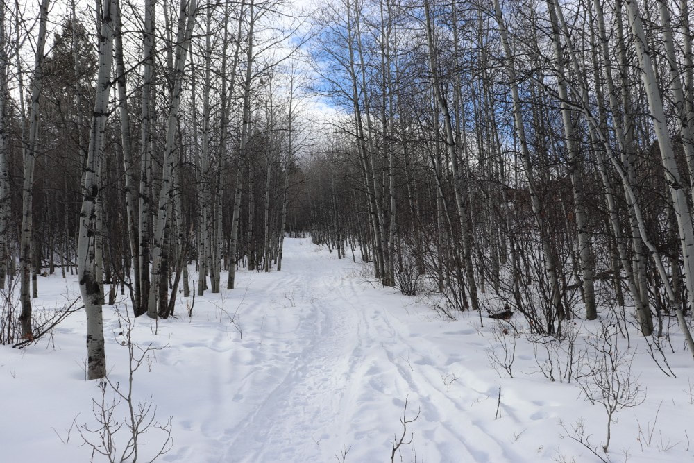 A snow covered path, lined on both sides with the winter bare aspens with their striking white and dark brown coloring.