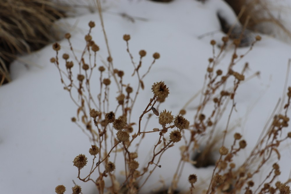 A close up of a dried and brown thistle plant of some kind against a background of snow