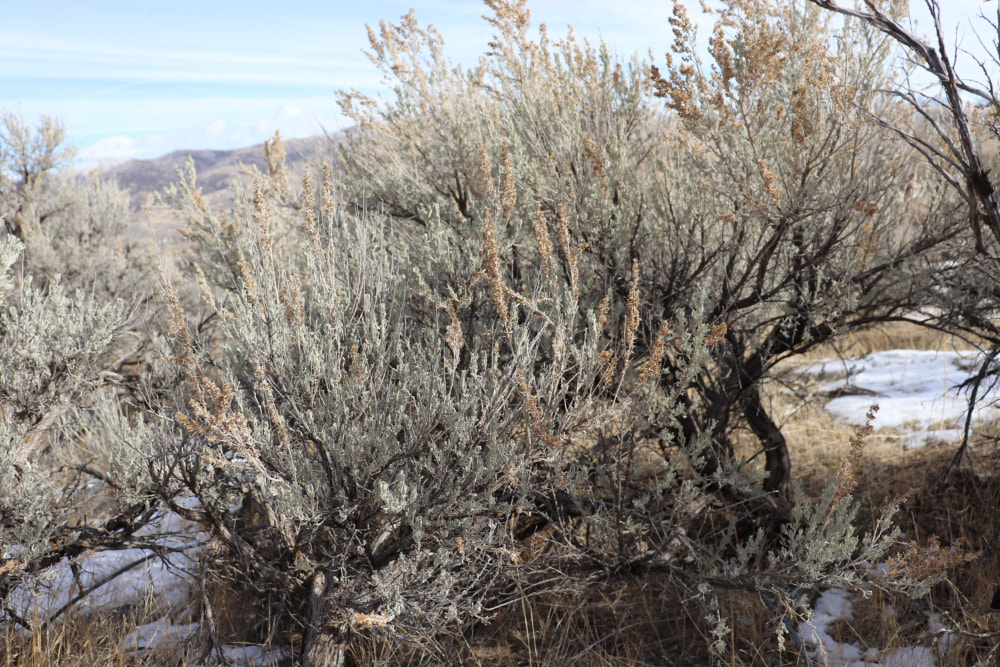 A picture of a large sagebrush bush. Brown twisty stems with small blue gray silver leaves reaching towards a blue sky with snow on the ground and mountains in the background.