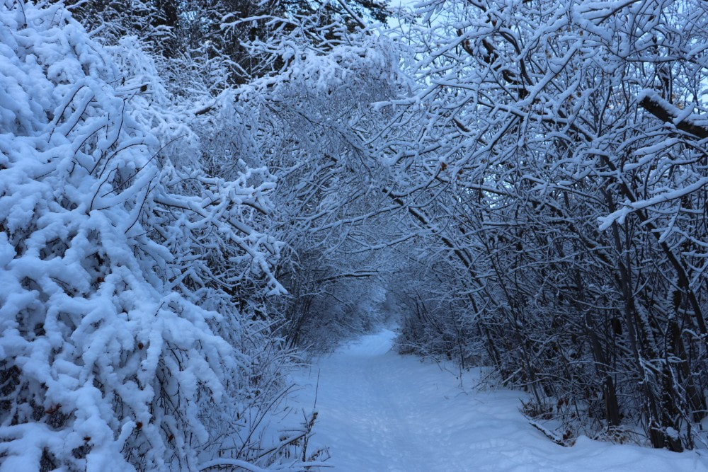 A path through the snow, surrounded by the overhanging branches of trees on each side heavy with snow