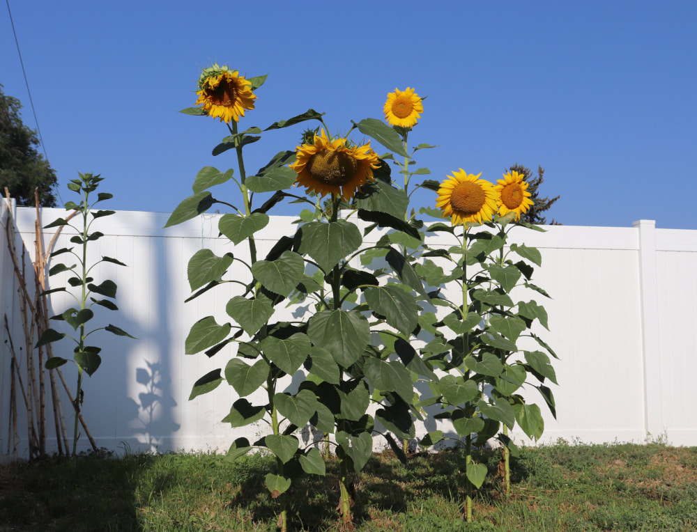 A group of sunflowers growing taller than a white fence. The sky is very blue. 