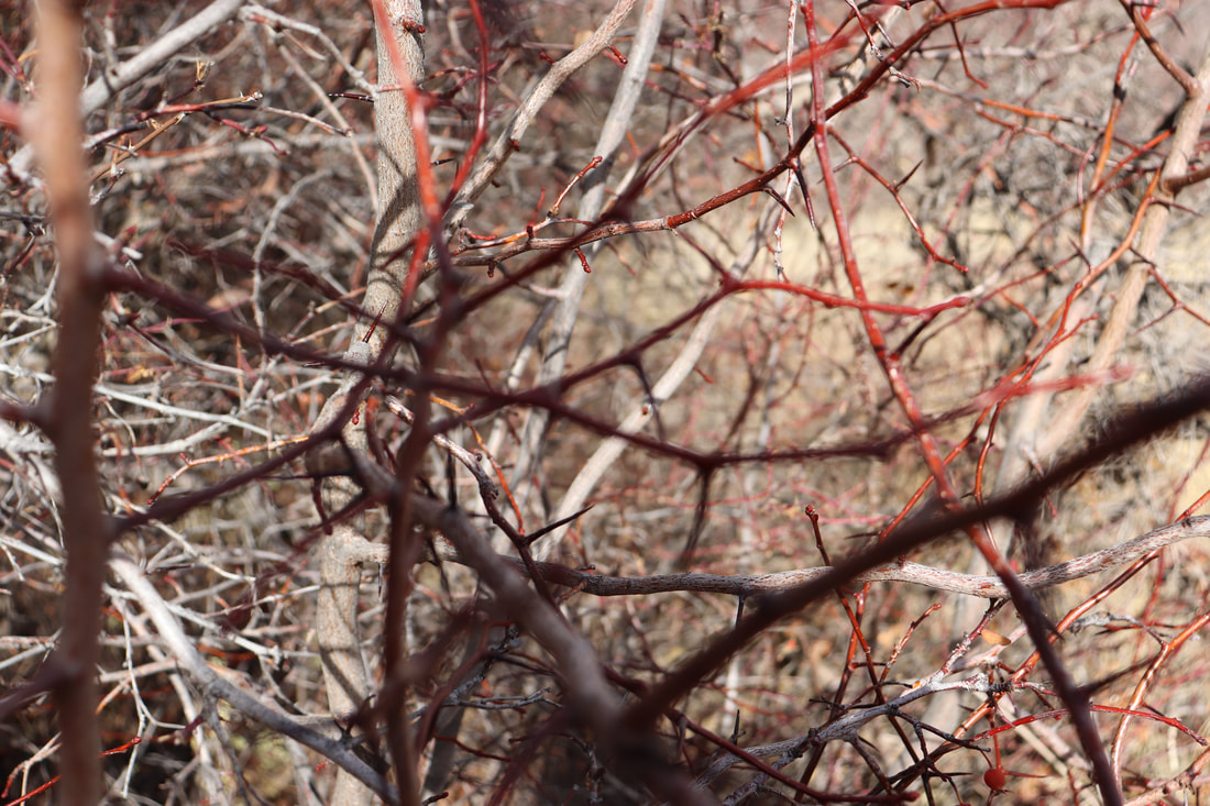 Overlapping bare branches in shades of brown and red. The red tinted ones have large thorns on them.